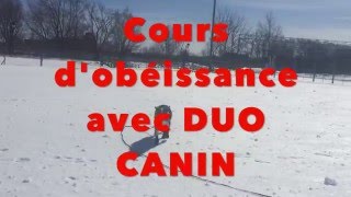 LE RAPPEL avec DUO CANIN  Cours dobéissance [upl. by Yusem]