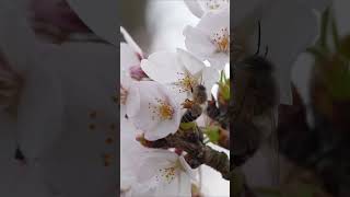 Japanese Honeybees Pollinating Cherry Blossoms [upl. by Limoli]