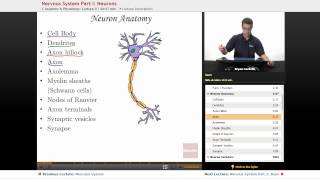 quotNervous System Neuronsquot  Anatomy amp Physiology with Educatorcom [upl. by Yekram729]