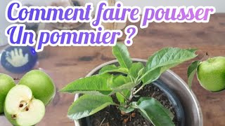 COMMENT FAIRE POUSSER UN POMMIER FACILEMENT  COMPARAISON DE 2 MÉTHODES [upl. by Gaidano]