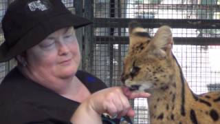 Serval Cat Encounter  Werribee Open Range Zoo [upl. by Dualc984]