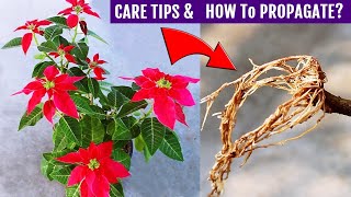 Poinsettia Plant CARE amp Propagation ALL In One Video [upl. by Hein645]