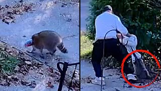 Raccoon With Jar Stuck on Head Helped by 2 Kind Strangers [upl. by Lorenzana]