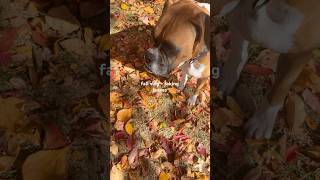 fall vlog  raking leaves qotd do you like raking leaves fall vlog viral preppy grwm [upl. by Ardnala640]