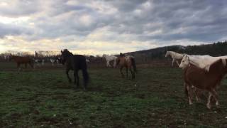 Galloping Horses The Herd Gallops off into the Sunset [upl. by Ardnekat]