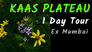 Kaas Plateau  Kaas Pathar Tour  Ticket Booking  Mumbai  Kumudini Lake  Kas Season [upl. by Noli]