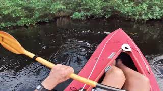 Loxahatchee Kayaking in a Klepper Foldable [upl. by Trix]