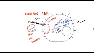 How Does Monkeypox Virus Work [upl. by Nelda]