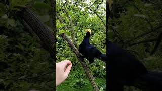 Violet Turaco animals feeding birds turaco [upl. by Annim]