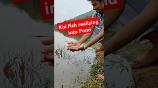 👆Realising KOIFISH in Natural POND💥🤯🔥fish koifish koifishpond ponds water [upl. by Koval]