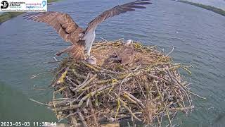 Rare footage of 33 catching a fish on webcam Manton Bay Osprey 03052023 [upl. by Eleumas]