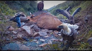 Buitres Leonados Jerarquía y Luchas Griffon Vultures Feeding on Cow Carcass naturalmente [upl. by Maer]