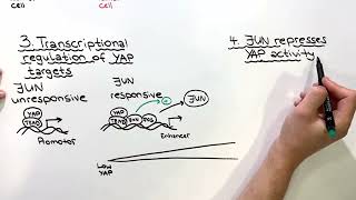 Video synopsis JUN restrains YAP activity and liver cancer growth EMBO Journal [upl. by Hay]