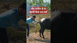 भैंस गाबिन है या खाली कैसे पता करें  Pregnancy Diagnosis In Cattle  VET24X7  shorts [upl. by Conan]