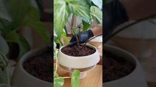 Ceramic Planter Pot with drainage hole UFO Planter Indoor Plant Pot plants planter ceramic [upl. by Atsirhc]