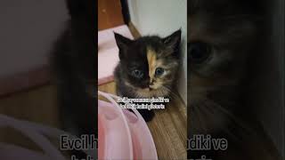 Evcil hayvanin bebeklik halleri 😻 cat catlovers kedi catlover 🎥kedibugday [upl. by Hecker74]