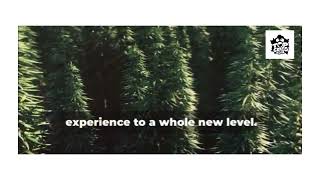 Discover the Future of Cannabis with TopGrassClub [upl. by Joktan]