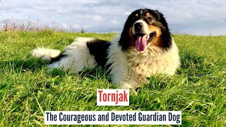 Tornjak – The Courageous and Devoted Guardian Dog [upl. by Casia]