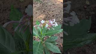 Flowers of Indian snakeroot Sarpagandha medicinal odisha sarpagandha snake medicine [upl. by Idona773]