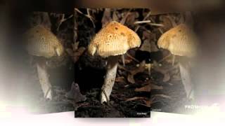 Inocybe fastigiata  fungi kingdom [upl. by Ingunna]