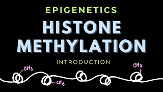 Histone Methylation  Introduction  Posttranslational modification  Epigenetics  GATECSIRNET [upl. by Aryas]