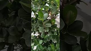 Ficus microcarpa natasgardening plants ficusplantcare gardening subscribe [upl. by Ydnew]