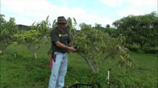 Pruning Young Mango Trees [upl. by Ayekel237]