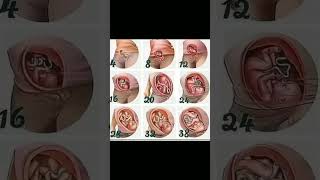 Foetus development stages in weeks inside mother womb 🤰knowledge easylearning shortsvideoshare [upl. by Arahset136]