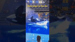 Orca leaps in the air killer whale 🐋 orca killerwhaleshow seaworld seaworldsanantonio short [upl. by Bonina]