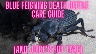 Blue Feigning Death Beetle Care Guide And Juices Hot Take [upl. by Iad]