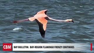 BayRegion Flamingo Frenzy Continues [upl. by Deeanne]