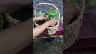 Growing Pothos Bamboo Basket Edition [upl. by Wolbrom]