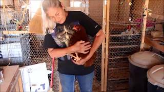 Update Buckeye Hen How to treat Water belly in chickens [upl. by Sekoorb617]