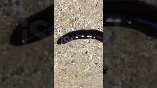 Hammerhead worm  Land planarians belongs to Phylum Platyhelminthes [upl. by Neville248]