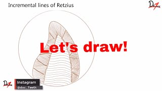 Striae of Retzius  Lets draw [upl. by Adias463]