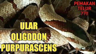 ULAR OLIGODON PURPURASCENS  REVIEW SEKALIAN BERSIHBERSIH [upl. by Alyssa]