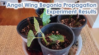 Angel Wing Begonia Propagation Experiment  Do Nodes Matter Finalish Results [upl. by Finnegan]