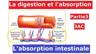 La digestion et labsorption Partie3  3AC  الهضم و الامتصاص [upl. by Primavera]