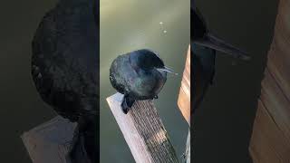 Cormorant seabirds sittingonthedockofthebay oceanbird [upl. by Athene]