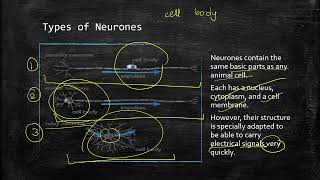 Coordination and Response – The Nervous System  IGCSE Biology [upl. by Aidan]