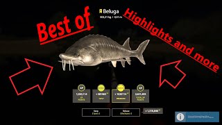 BestOf Trophy Beluga 502kgRF412GERENGFischerjunge08 [upl. by Melentha176]