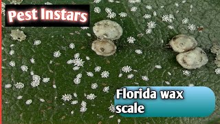 Florida wax scaleCeroplastes floridensisSoft scaleInstarsInteresting factsInsectLife on earth [upl. by Aicnarf]