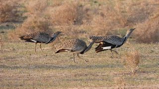 Houbara Bustards Chlamydotis undulata fuertaventurae Lanzarote [upl. by Marienthal]