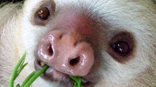 Sloths Compilation 2017  Witzige Faultiere [upl. by Fionna]