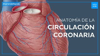 Circulación coronaria en 2 minutos Arterias y venas  Anatomía Fácil  Kenhub [upl. by Ettennan]