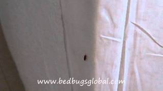 KILL BED BUGS NATURALLY WITH CEDAR BUG FREEwmv [upl. by Holds]