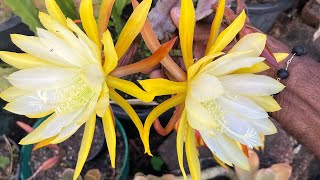 Light and Arrow Pointed Petals Yellow Epiphyllum Orchid Cactus in Our Garden [upl. by Trubow]