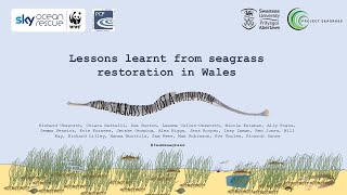 Lessons learnt from seagrass restoration in Wales [upl. by Anaeel]