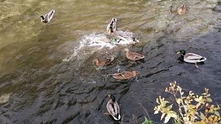 Saturday afternoon at the duck pond 🦆 🦆 [upl. by Bekelja]