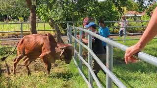 toro gyr bravo después de ser rifado y cargandolo para su entrega a quien se lo ganó [upl. by Retrak]